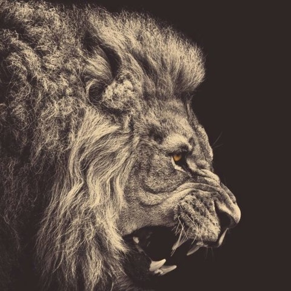 Meet your Posher, Audrey - Picture 1 of 1